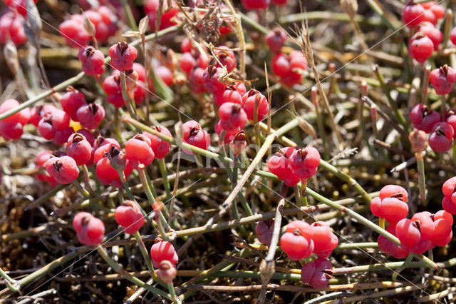 Sea Grape (Ephedra distachya)