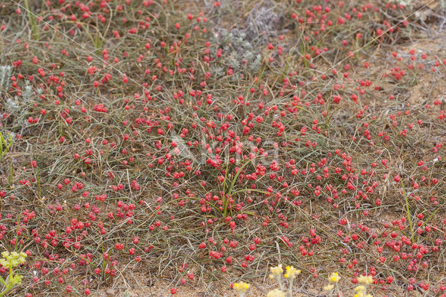 Zeedruif (Ephedra distachya)