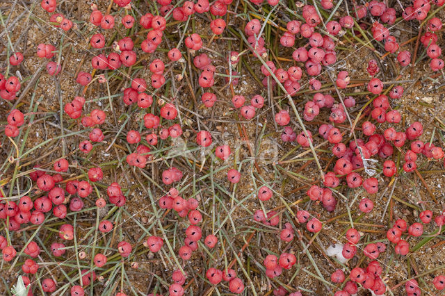 Sea Grape (Ephedra distachya)