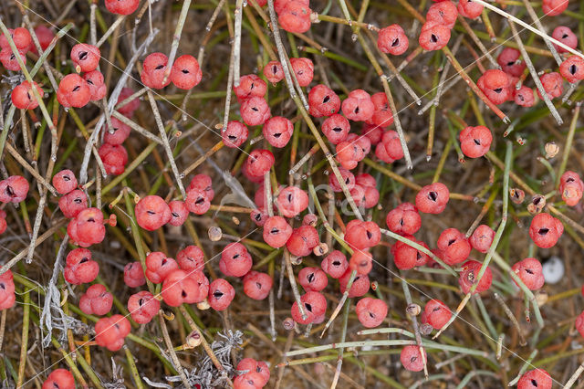 Zeedruif (Ephedra distachya)