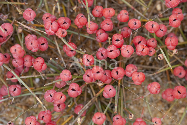 Sea Grape (Ephedra distachya)