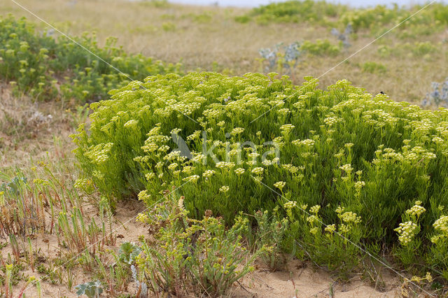 Rock Samphire (Crithmum maritimum)