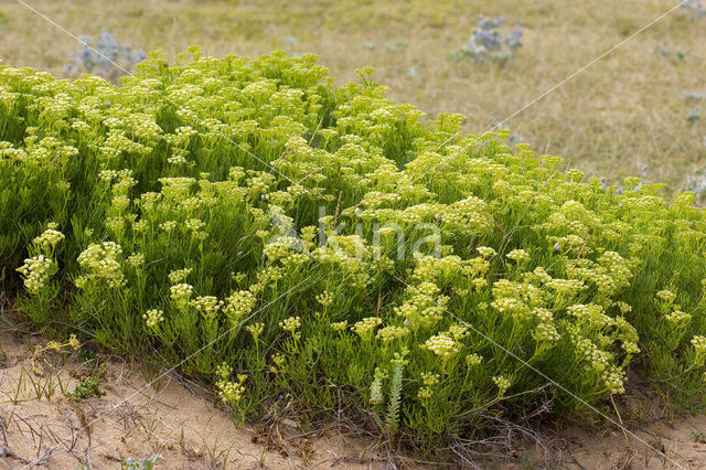 Rock Samphire (Crithmum maritimum)
