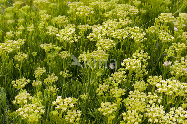 Rock Samphire (Crithmum maritimum)