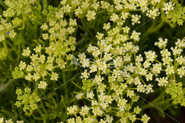 Rock Samphire (Crithmum maritimum)