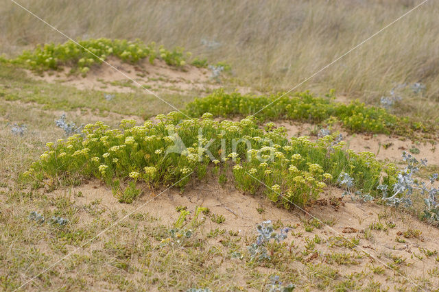 Rock Samphire (Crithmum maritimum)