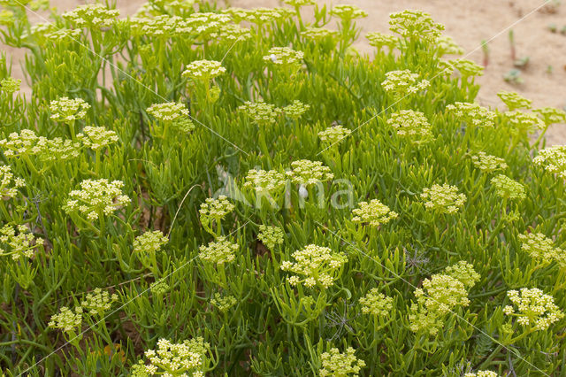 Rock Samphire (Crithmum maritimum)