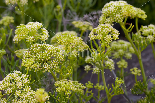 Rock Samphire (Crithmum maritimum)