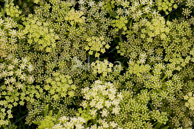 Rock Samphire (Crithmum maritimum)