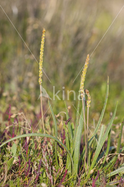 Sea Plantain (Plantago maritima)