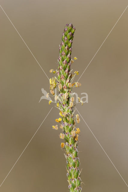 Zeeweegbree (Plantago maritima)