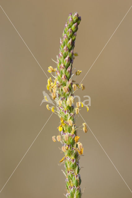 Sea Plantain (Plantago maritima)