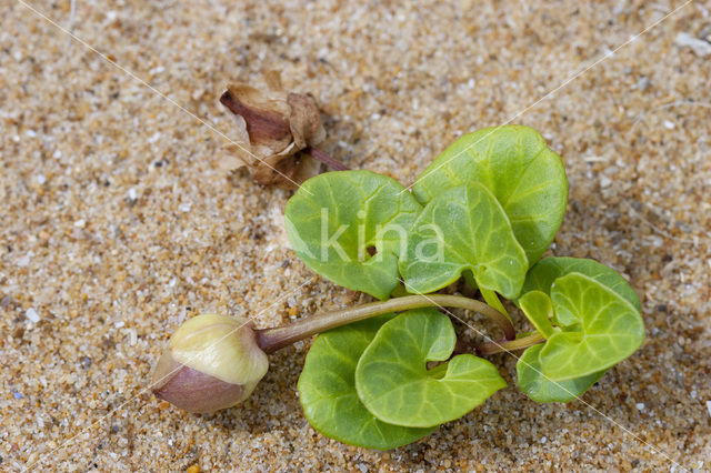 Sea Bindweed (Convolvulus soldanella)