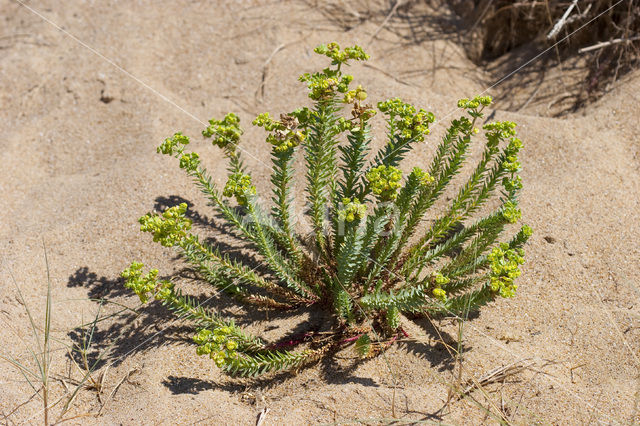 Sea Spurge (Euphorbia paralias)