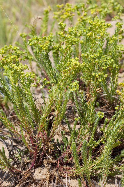 Sea Spurge (Euphorbia paralias)