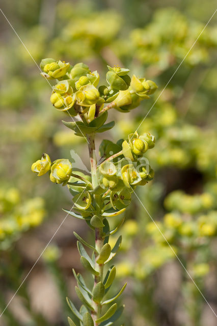 Zeewolfsmelk (Euphorbia paralias)