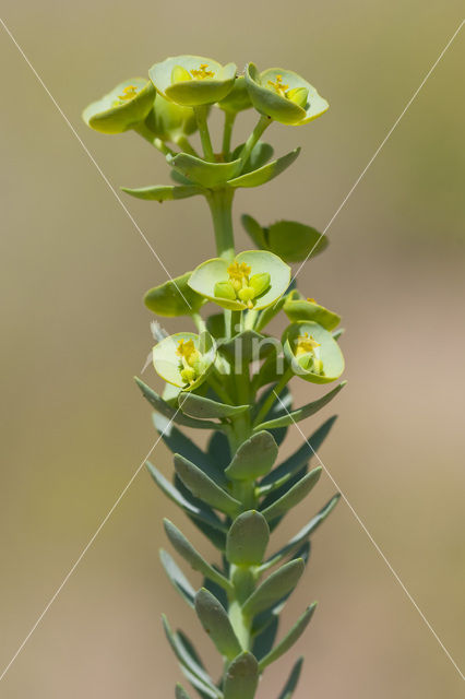 Zeewolfsmelk (Euphorbia paralias)