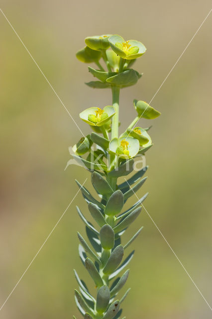 Sea Spurge (Euphorbia paralias)