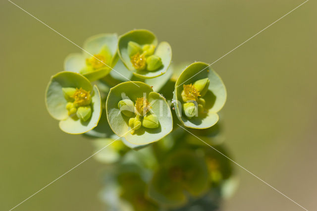 Sea Spurge (Euphorbia paralias)