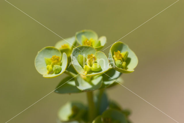 Sea Spurge (Euphorbia paralias)