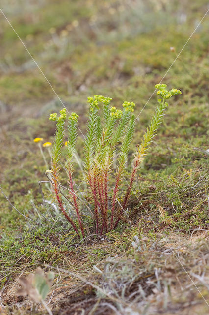 Sea Spurge (Euphorbia paralias)