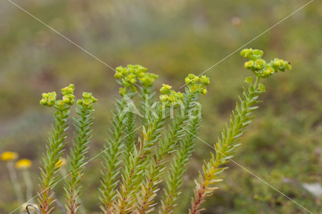 Sea Spurge (Euphorbia paralias)