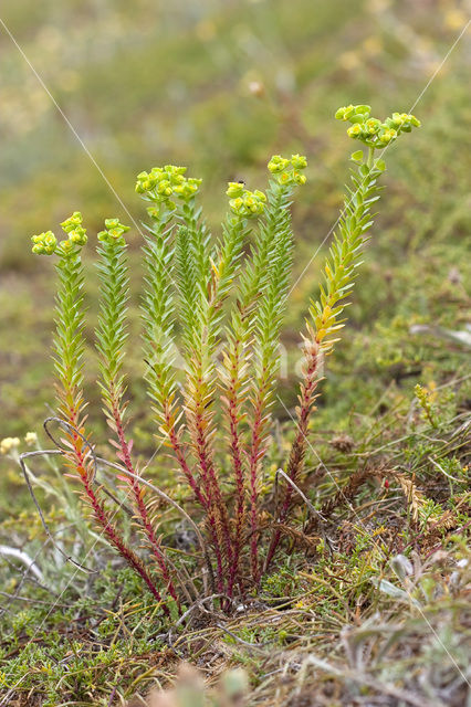 Sea Spurge (Euphorbia paralias)