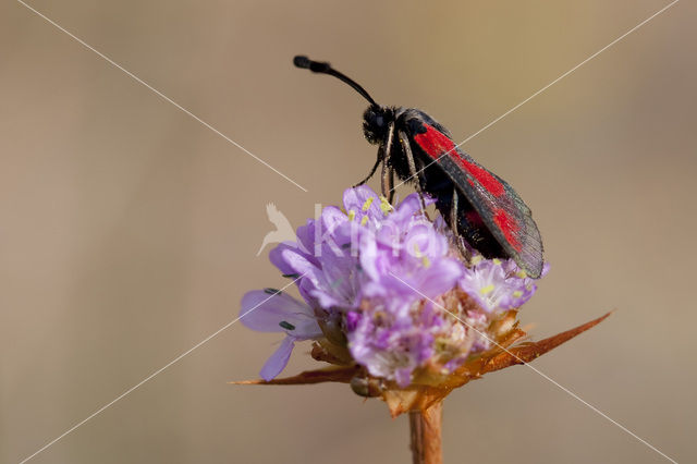 Zygaena sarpedon