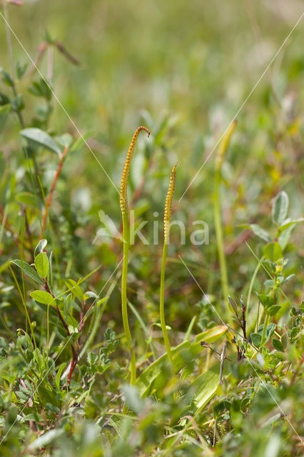 Adder’s Tongue (Ophioglossum vulgatum)