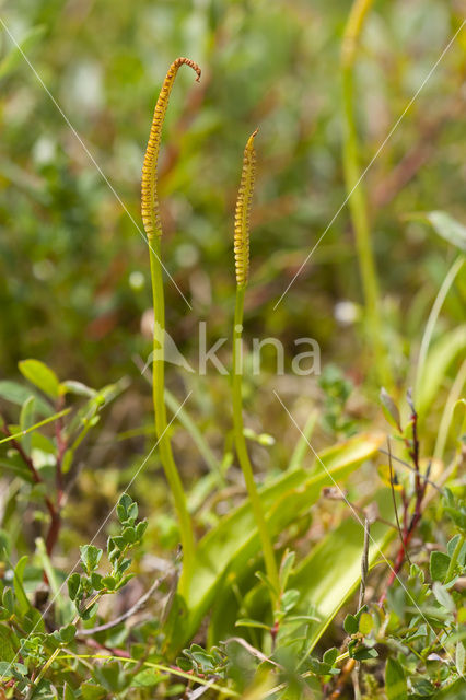 Adder’s Tongue (Ophioglossum vulgatum)