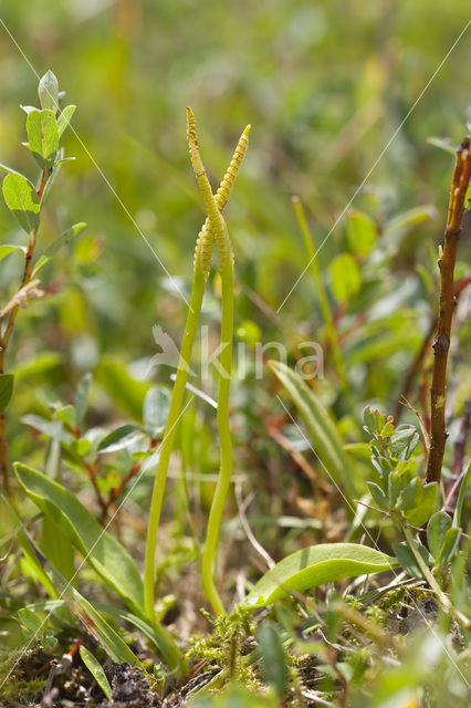 Adder’s Tongue (Ophioglossum vulgatum)