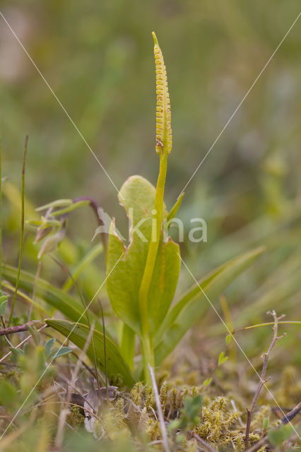 Adder’s Tongue (Ophioglossum vulgatum)