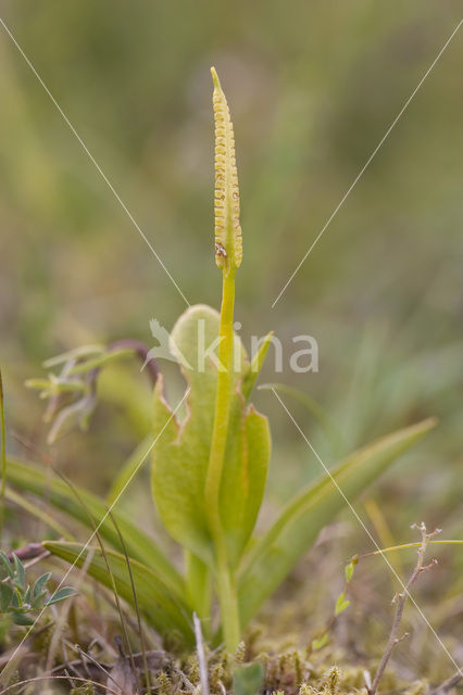 Adder’s Tongue (Ophioglossum vulgatum)