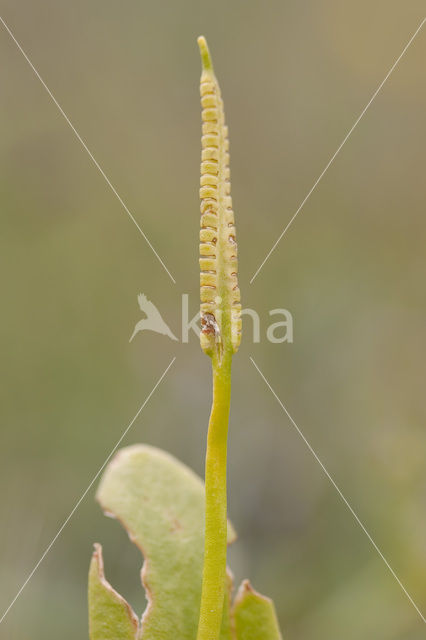 Adder’s Tongue (Ophioglossum vulgatum)