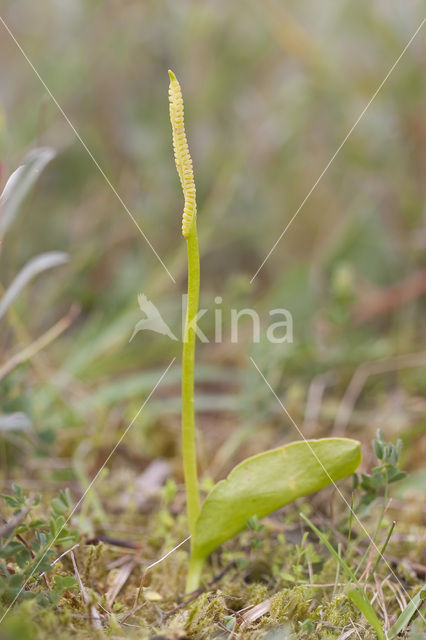 Adder’s Tongue (Ophioglossum vulgatum)