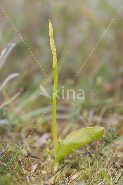 Addertong (Ophioglossum vulgatum)