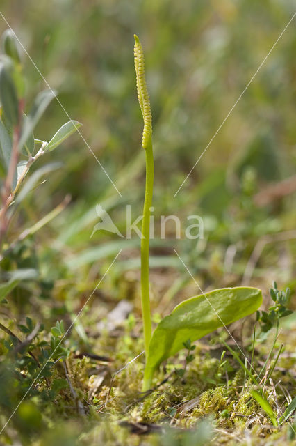 Adder’s Tongue (Ophioglossum vulgatum)