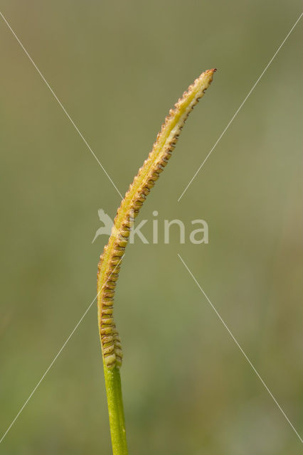 Adder’s Tongue (Ophioglossum vulgatum)