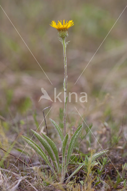 Inula montana