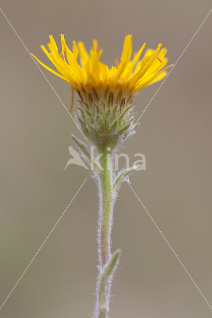 Inula montana