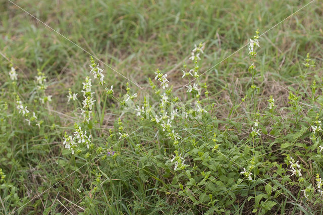 Yellow Woundwort (Stachys recta)