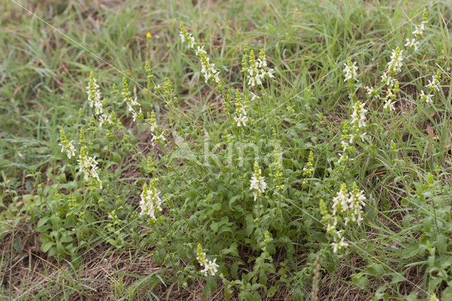 Bergandoorn (Stachys recta)