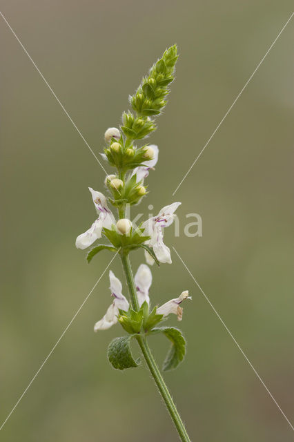 Yellow Woundwort (Stachys recta)