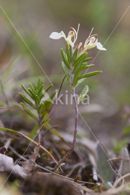 Berggamander (Teucrium montanum)