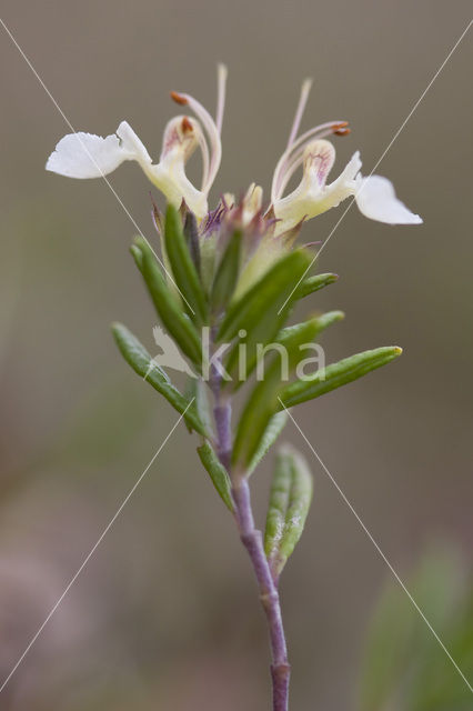 Mountain Germander (Teucrium montanum)