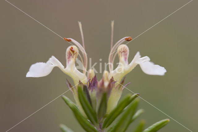 Mountain Germander (Teucrium montanum)