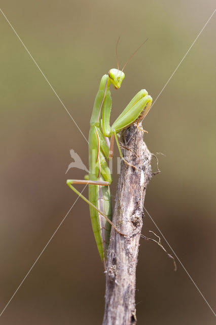 praying mantis (Mantis religiosa)