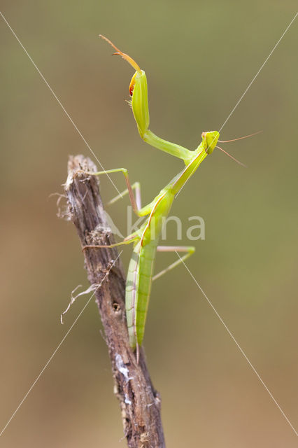 praying mantis (Mantis religiosa)