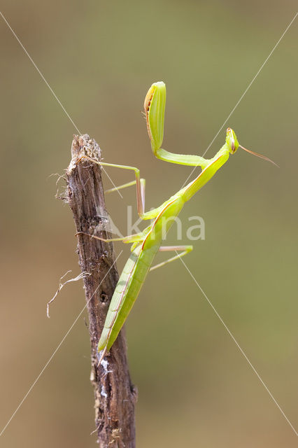 Bidsprinkhaan (Mantis religiosa)