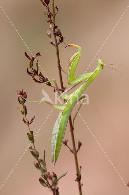 Bidsprinkhaan (Mantis religiosa)